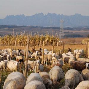 Can Suriol del Castell de Grabuac vineyards with sheep and Montserrat mountain in the background