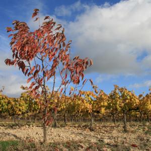 Cava Guilera  I  cava de guarda superior  I  turismo cultural sostenible  I  Penedès - Barcelona