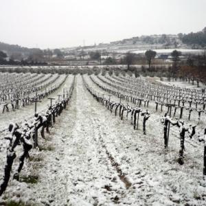 Cava Guilera: petit celler familiar entre vinyes del Penedès, fundat el 1927.