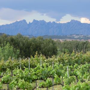 Cava Guilera  I  Guarda Superior Cava  I  Cultural & Sustainable Tourism  I  Penedès - Barcelona