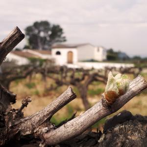 Cava Guilera: petit celler familiar entre vinyes del Penedès, fundat el 1927.