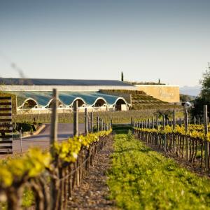 Vinificació dels Vins de Gramona