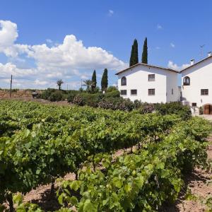 Carol Vallès Winery vineyards