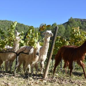 Alpacas en el Montmell