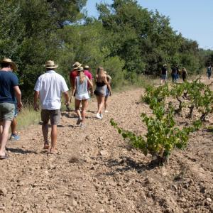 La visita caminada us permet fer senderisme entre vinyes