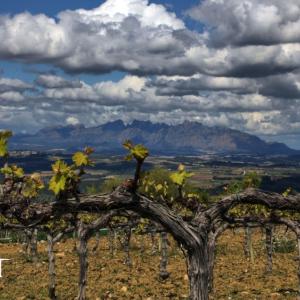 Les vinyes de Llopart es conreen amb agricultura ecològica