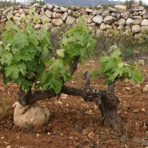 Macabeu vines at Finca Els Camps property