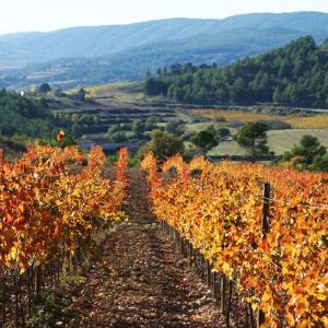 Mas Rodó vineyards