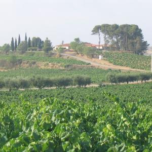 Vinos y cavas Olivella Galimany