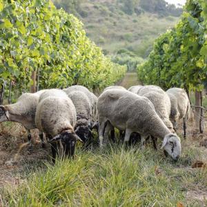 Animals domèstic a les nostres vinyes