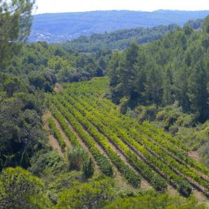 La vinya de les valls al costat del riu Foix