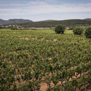 Vinyes de Rovellats