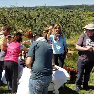 Caminada per la vinya: 4 parcel·les & 4 vins & 4 maridatges