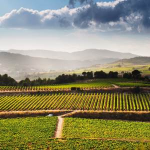 Bikemotions - Ruta guiada amb bicicleta + Tast de vins en un celler