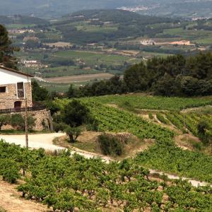 La visita permite conocer el magnífico entorno vinícola de Llopart 