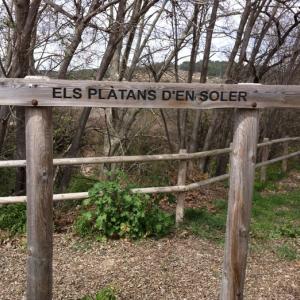 Platans del Soler