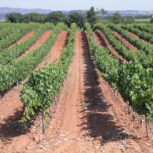 Sant Sadurní vineyards