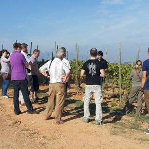 Sant Sadurní d'Anoia Camins Capital del Cava 