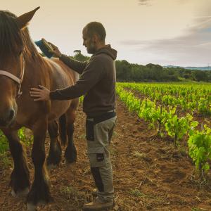 El Secret del Bernat. Treballo la terra amb cavalls