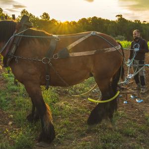 El Secret del Bernat. Treballo la terra amb cavalls