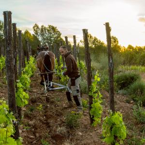 El Secret del Bernat. Treballo la terra amb cavalls