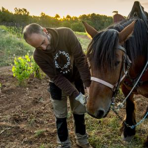 El Secret del Bernat. Treballo la terra amb cavalls