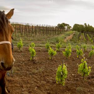 El Secret del Bernat. Treballo la terra amb cavalls