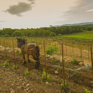 El Secret del Bernat. Treballo la terra amb cavalls