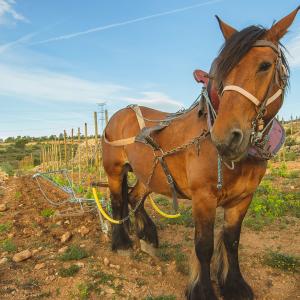 El Secret del Bernat. Treballo la terra amb cavalls