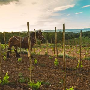 El Secret del Bernat. Treballo la terra amb cavalls