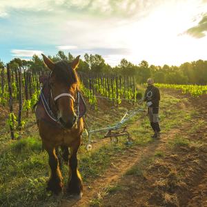 El Secret del Bernat. Treballo la terra amb cavalls