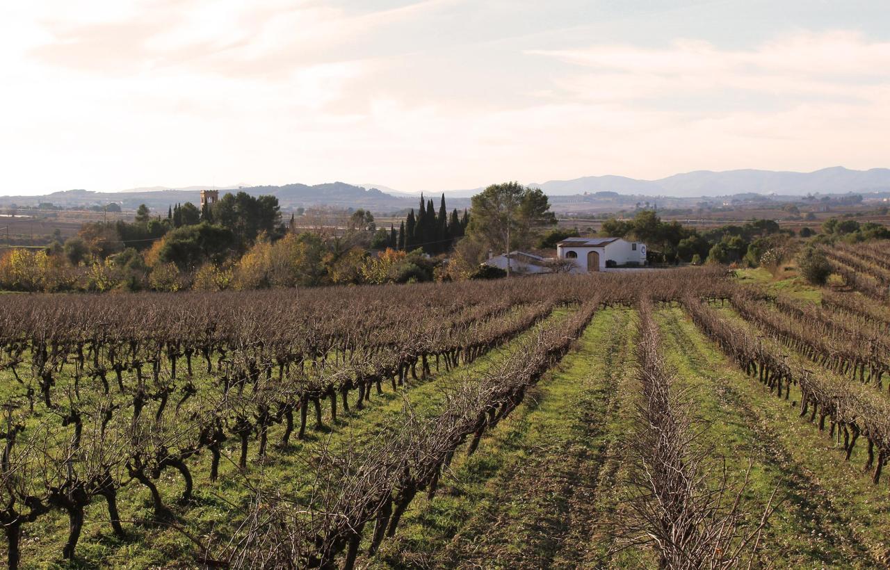 Cava Guilera: petit celler familiar entre vinyes del Penedès, fundat el 1927.