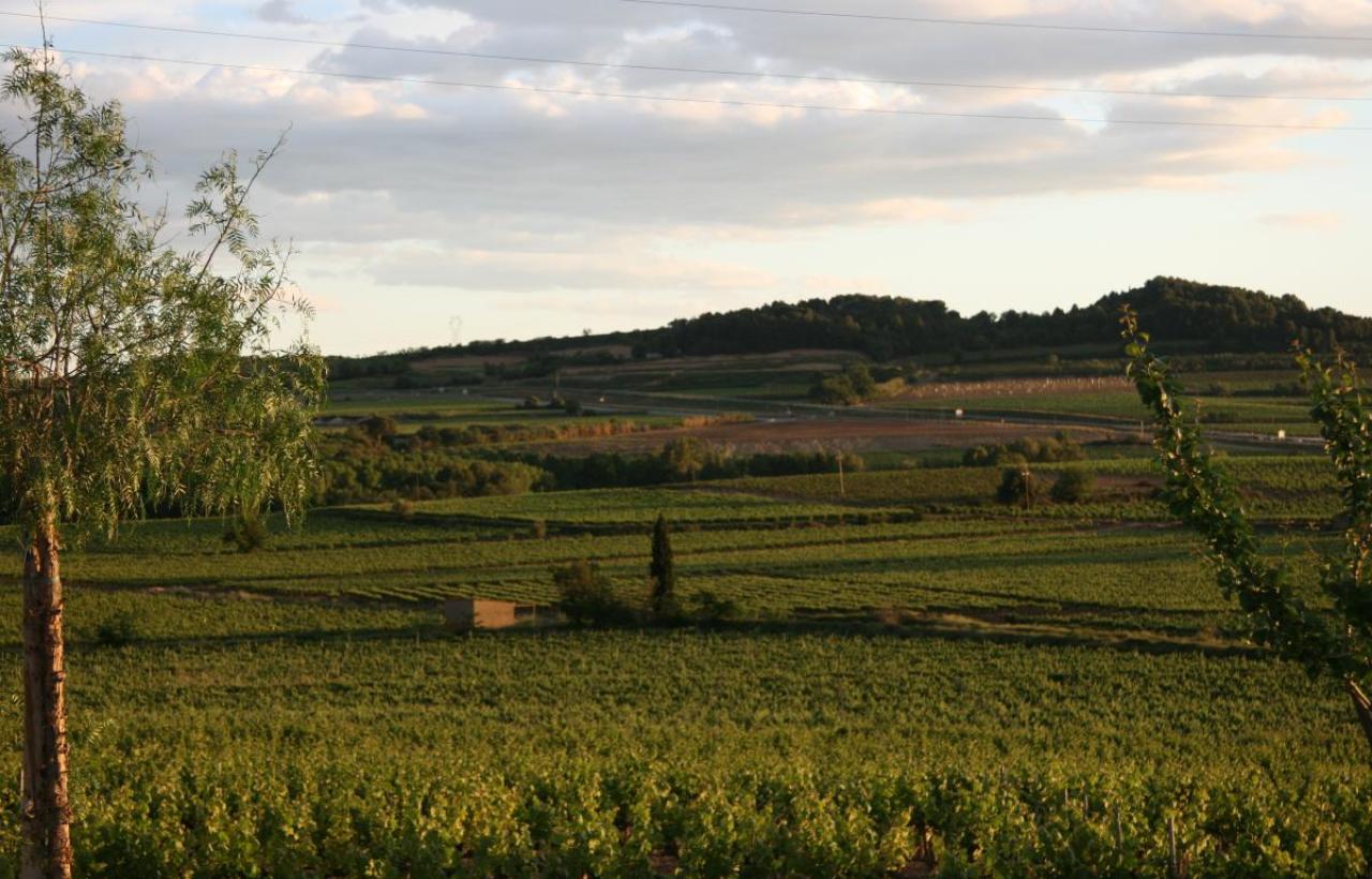 Vinyes