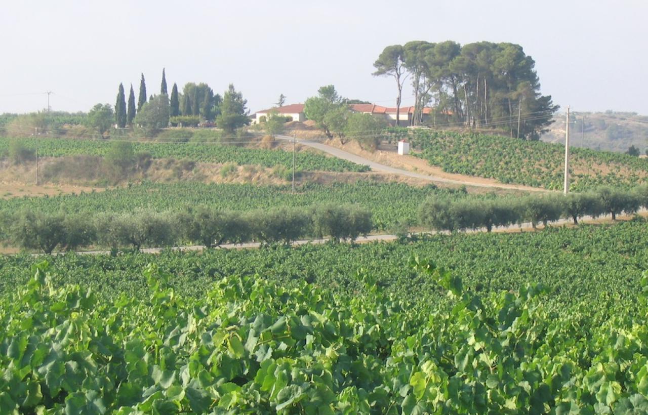 Vineyard vi es hotsell